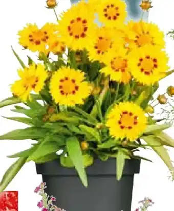 BayWa Staudenkollektion Indian Summer Angebot