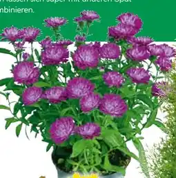 BayWa Herbstaster Angebot