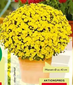 BayWa Chrysanthemen Büsche Angebot