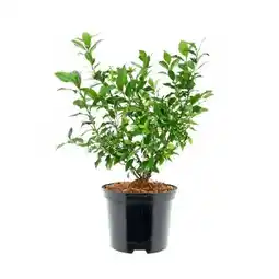 BayWa Heidelbeere Hortblue Petite Angebot