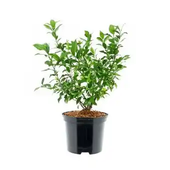 BayWa Bau & Garten Heidelbeere Hortblue Petite Angebot