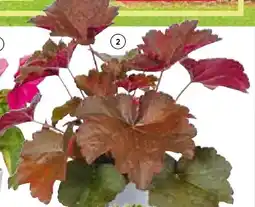 BayWa Herbstzauber Angebot