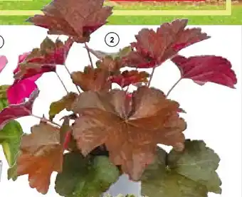 BayWa Herbstzauber Angebot