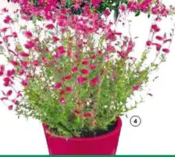 BayWa Glockenheide Angebot