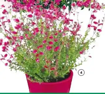 BayWa Glockenheide Angebot