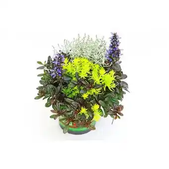 BayWa Herbstpflanzen-Trio TrioLino Angebot