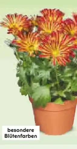 Netto Marken-Discount Chrysanthemen Angebot