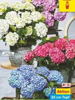 Netto Marken-Discount Hortensienbüsche Angebot