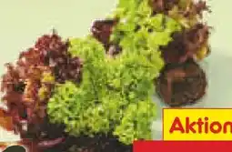 Netto Marken-Discount Unsere Heimat Bunte Salate Angebot