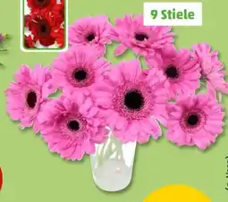 PENNY Germini Bund Angebot