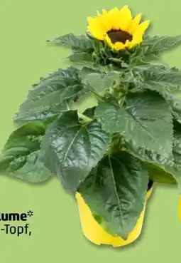 PENNY Sonnenblumen Angebot