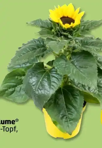 PENNY Sonnenblumen Angebot