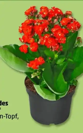 PENNY Flammendes Käthchen Angebot