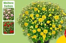 PENNY Chrysanthemen Busch Angebot