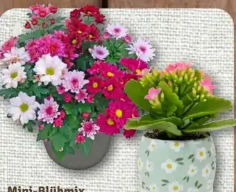 nahkauf Mini Bluhmix Angebot