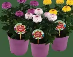 E-Center Chrysanthemen Flowerpops Angebot