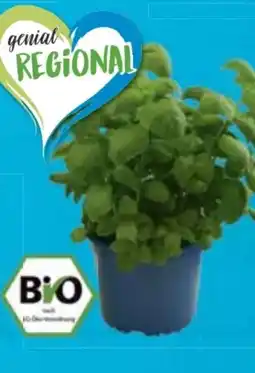 E-Center Bio XXL Basilikum Angebot
