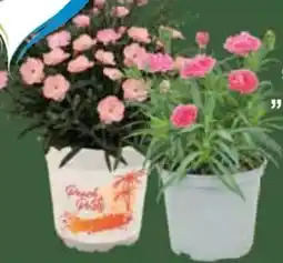E-Center Nelken-Mix Angebot
