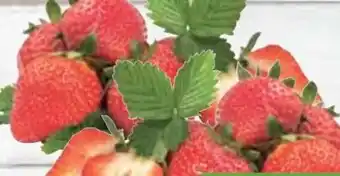 E-Center Erdbeeren Angebot