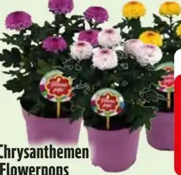 Edeka Chrysanthemen Flowerpops Angebot