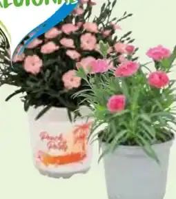 Edeka Nelken-Mix Angebot