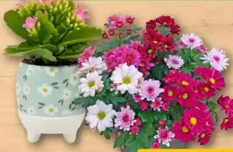 REWE Center Mini Bluhmix Angebot