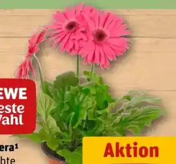 REWE Center Rewe Beste Wahl Gerbera Angebot