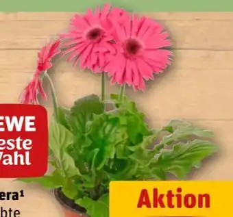 REWE Center Rewe Beste Wahl Gerbera Angebot