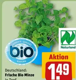 REWE Center Rewe Bio Minze Angebot
