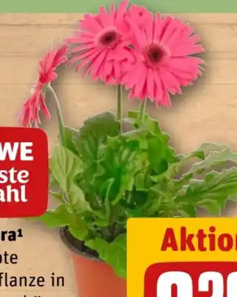 REWE Rewe Beste Wahl Gerbera Angebot