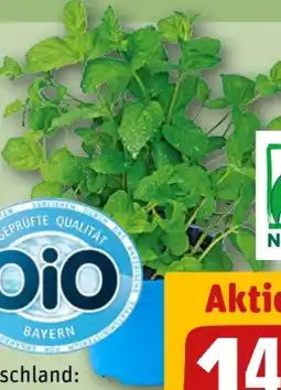 REWE Bio-Minze Topf Angebot