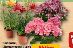 REWE Hortensien Angebot