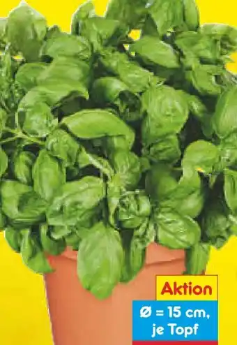 Netto Marken-Discount Basilikum-Topf Angebot