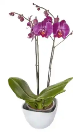 Edeka Schmetterlingsorchidee Phalaenopsis Angebot