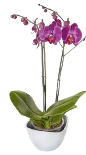 Edeka Schmetterlingsorchidee Phalaenopsis Angebot