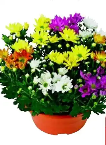 Edeka Chrysanthemen-Carneval Angebot