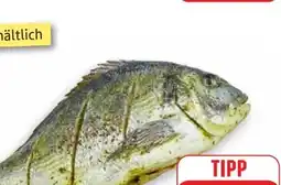 Edeka Dorade Angebot