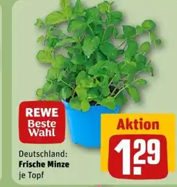 REWE Center Rewe Beste Wahl Minze Angebot