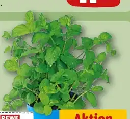 REWE Rewe Regional Minze im Topf Angebot