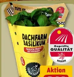 REWE Center Dachfarm Basilikum Angebot
