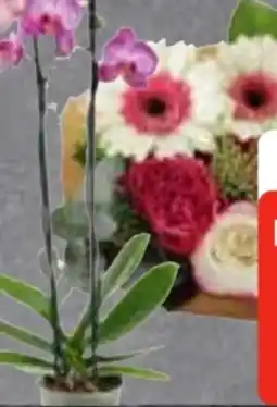 Edeka Frischemarkt Edeka Herzstücke Schmetterlingsorchidee Angebot