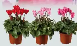 Globus Baumarkt Alpenveilchen Cyclamen Angebot