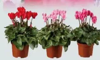 Globus Baumarkt Alpenveilchen Cyclamen Angebot