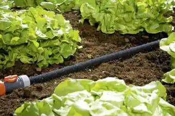Globus Baumarkt Gardena Perlregner Angebot