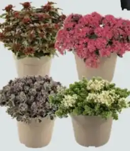 Globus Baumarkt Fetthenne Sedum Angebot