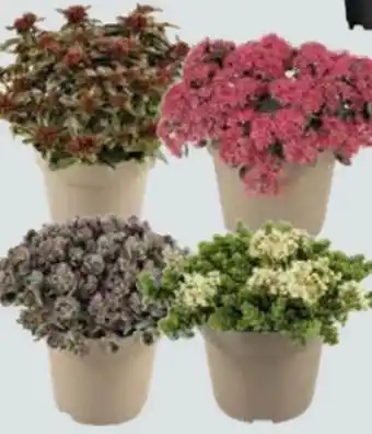 Globus Baumarkt Fetthenne Sedum Angebot
