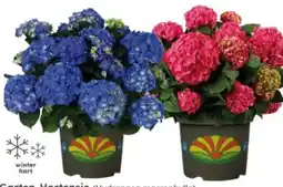 Globus Baumarkt Garten-Hortensie Angebot
