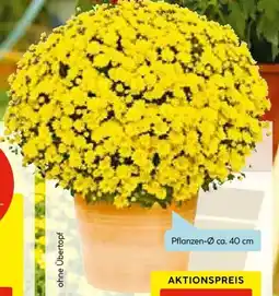 Hellweg Chrysanthemen Busch Angebot