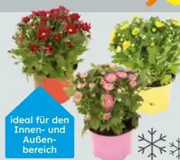 Globus Baumarkt Chrysanthemen Angebot