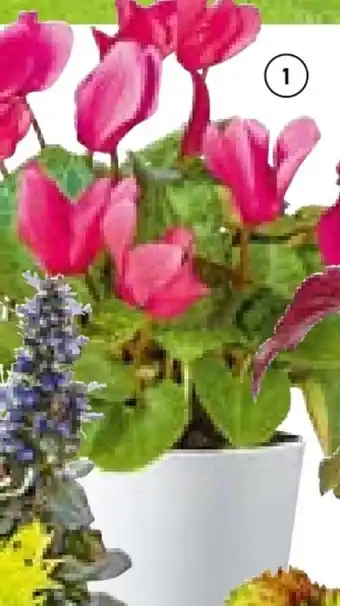 Hellweg Alpenveilchen Angebot
